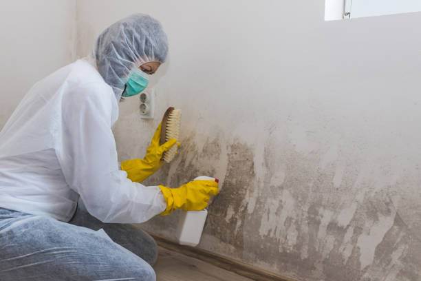 Best Basement Mold Removal in Edgewood, TX