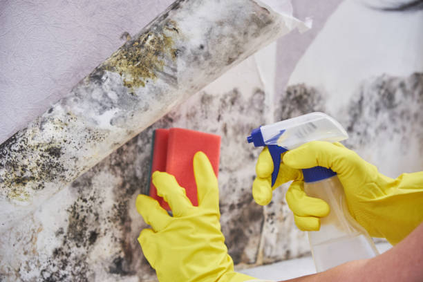 Why You Should Choose Our Mold Remediation Services in Edgewood, TX